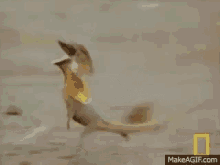Funny Lizard Running GIF - Lizard Running Two Legs National Geographic GIFs