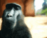 Monkey Rizz GIF - Monkey Rizz Monkeyrizz GIFs