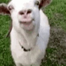 Goat Lick GIF - Goat Lick Tongue GIFs