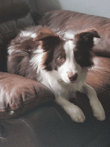 a brown and white dog laying on top of a brown leather couch