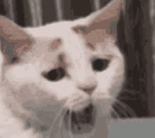 tired-cat.gif