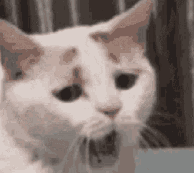 Tired Cat GIF Tired Cat Discover & Share GIFs