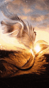 a close up of a feather with the sun shining through it