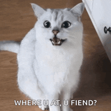 a white cat is sitting on a wooden floor and asking where u at , u fiend ?