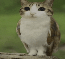 a cat that looks like an owl is standing on a tree branch
