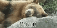 หมีนอน พักผ่อน GIF - Sleeping Bear Relax Relaxing GIFs