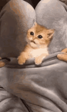 Cat Kitty GIF - Cat Kitty Wake Up GIFs