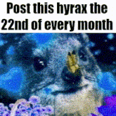 a picture of an owl with the words post this hyrax the 22nd of every month below it