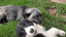 Puppy Collie Pup GIF - Puppy Collie Pup Border Collie GIFs