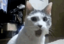 Amazed Cat GIF - Amazed Cat GIFs