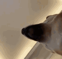 Shiba Shiba Inu GIF - Shiba Shiba Inu Face GIFs