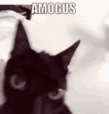 Amogus Cat GIF - Amogus Cat Shaking GIFs