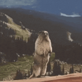 a ground squirrel is standing on its hind legs on a ledge overlooking a mountain .
