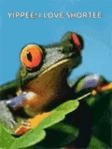 frog smilin