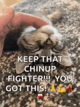 Kitten Chin GIF - Kitten Chin Scratches GIFs