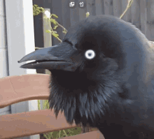 Australian Raven GIF - Australian Raven Caw GIFs