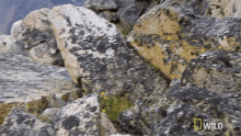 Hopping The Pika Is Quick And Elusive GIF - Hopping The Pika Is Quick And Elusive America The Beautiful GIFs