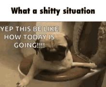 Shitty Situation Pug GIF - Shitty Situation Pug Fml GIFs