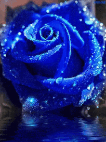 Flower Rose GIF - Flower Rose Blue Rose GIFs