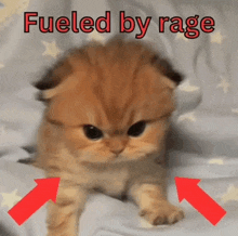 a kitten is sitting on a bed with the words fueled by rage written above it