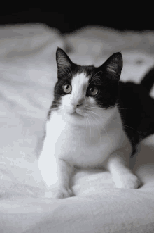 Black And White Cat GIF - Black And White Cat GIFs
