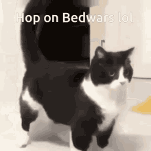 Cat Bedwars GIF - Cat Bedwars Cat Meme GIFs
