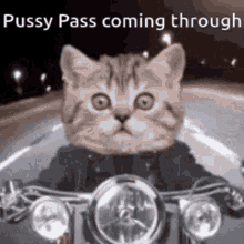 Pussy Pass Cat GIF