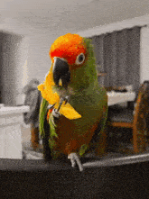 Parrot Conure GIF