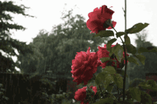 Rain Flower GIF