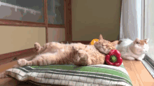 The Hot Side Of The Pillow GIF - Cat Sleeping Bellpepper GIFs