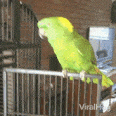 Spin Around Parrot GIF - Spin Around Parrot Viral Hog GIFs