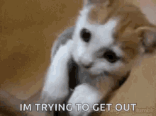 Funny Animals Im Trying To Get Out GIF - Funny Animals Im Trying To Get Out Cat GIFs