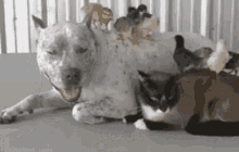 Love Your Pet Day GIF - Love Your Pet Day GIFs