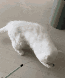 박누누 고양이 GIF - 박누누 고양이 하얀고양이 GIFs