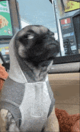 Shocked Pug GIF - Shocked Pug Cute GIFs
