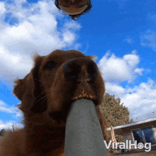 Dog Selfie Viralhog GIF - Dog Selfie Dog Viralhog GIFs