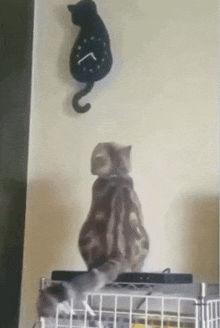 Cat Clock GIF - Cat Clock GIFs
