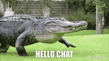 Alligator Hello Chat GIF