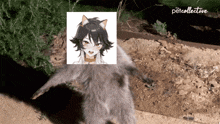 a picture of a cat with a picture of a girl behind it and the word petcollective on the bottom