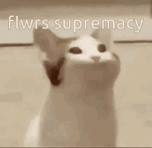 Flwrs Flwrs Supremacy GIF - Flwrs Flwrs Supremacy GIFs