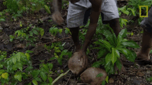 Opening Up A Coconut Primal Survivor GIF