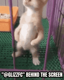 a picture of a cat behind a purple fence with the caption " @glizzfc " behind the screen