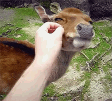Scratch GIF - Deer Pet Friends GIFs