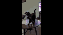 Cat Fail GIF - Cat Fail Table Flip GIFs