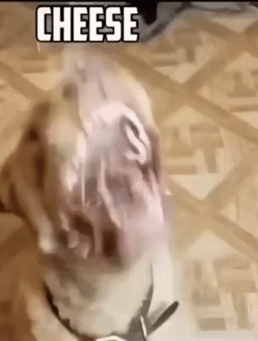 cheese.gif