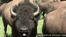 Buffalo GIF - Buffalo Angry Buffalo GIFs