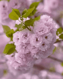 Flower квіти GIF - Flower квіти GIFs