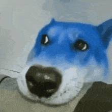 Blue Dog GIF - Blue Dog Doge GIFs