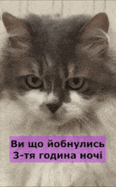 a close up of a cat with a purple border that says " 3 - ta година ночi "
