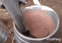 Giant Anteater Viralhog GIF - Giant Anteater Viralhog Drink GIFs